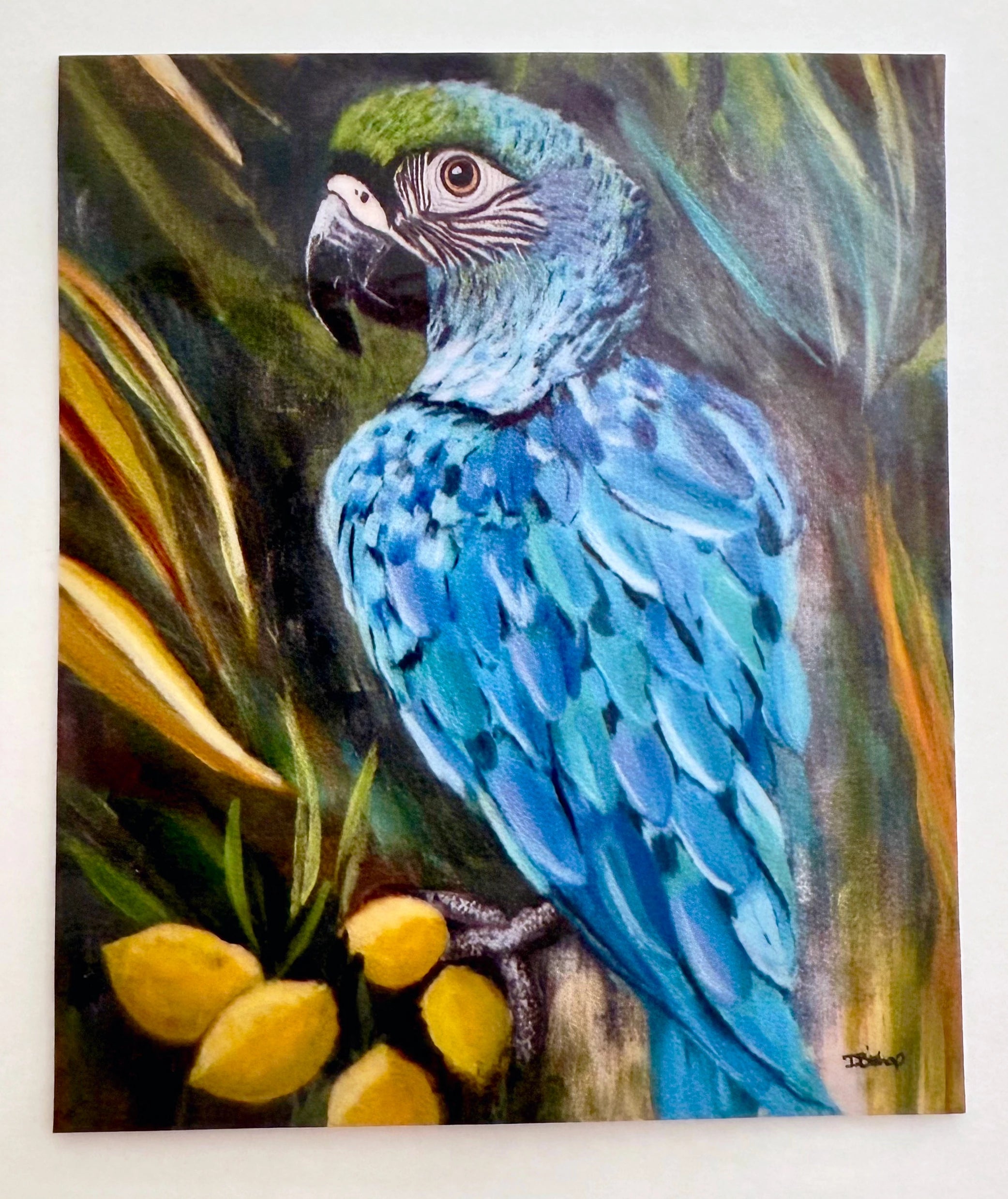 Macaw Parrot Merchandise